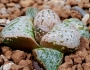 Хавортия (Haworthia cv. Shirayuki-hime (Snow White) ハオルチア　白雪姫 特白窓)